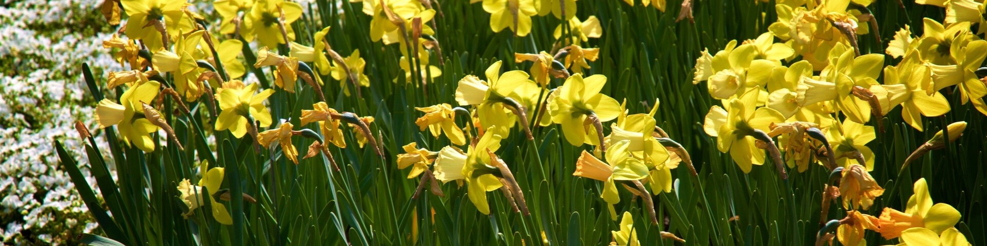 Cheekwood Botanical Gardens and Museum of Art