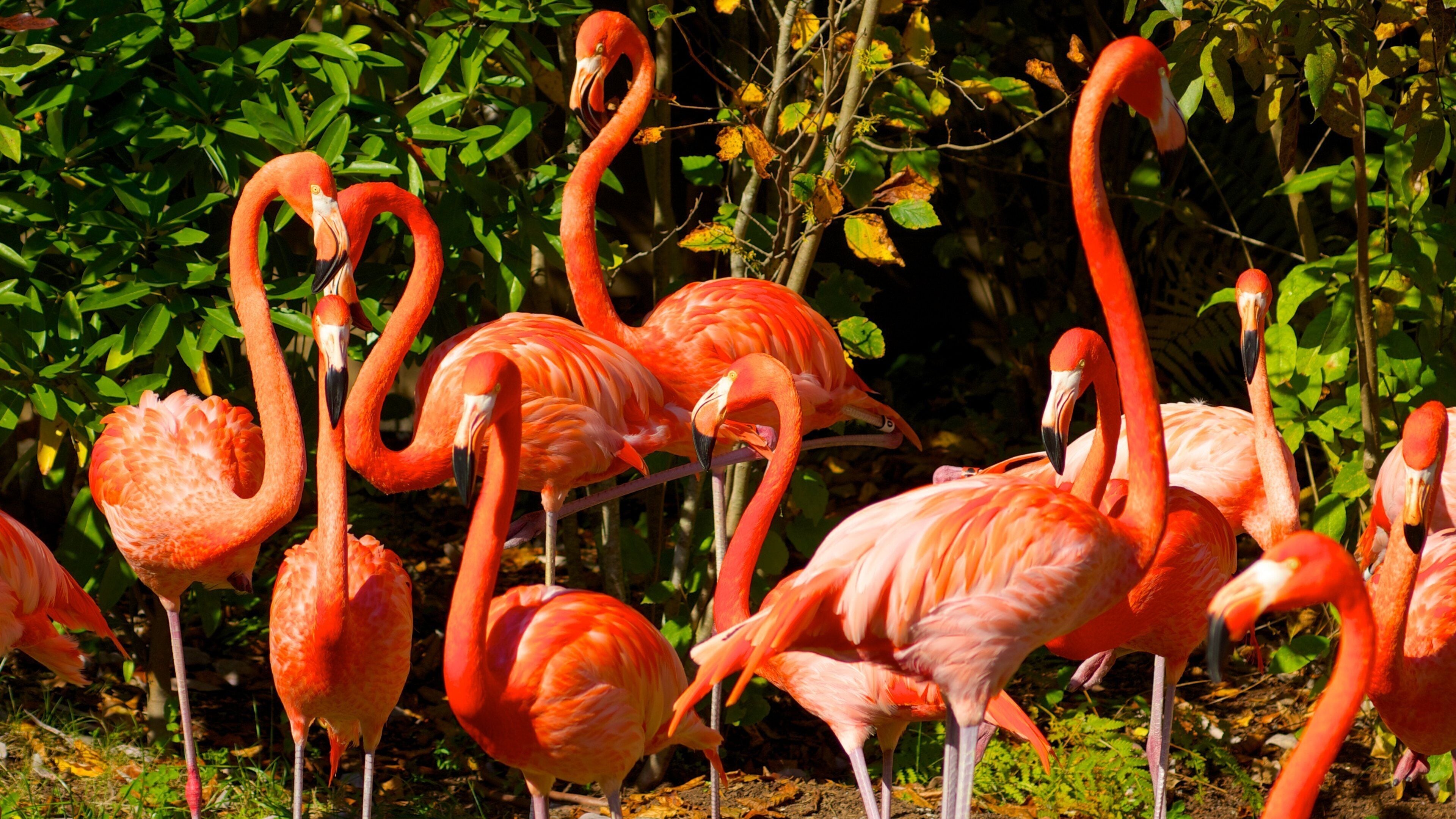 Colorful flamingos gather in a habitat at Nashville Zoo during a sunny afternoon in Tennessee, showcasing their vibrant plumage and unique behaviors