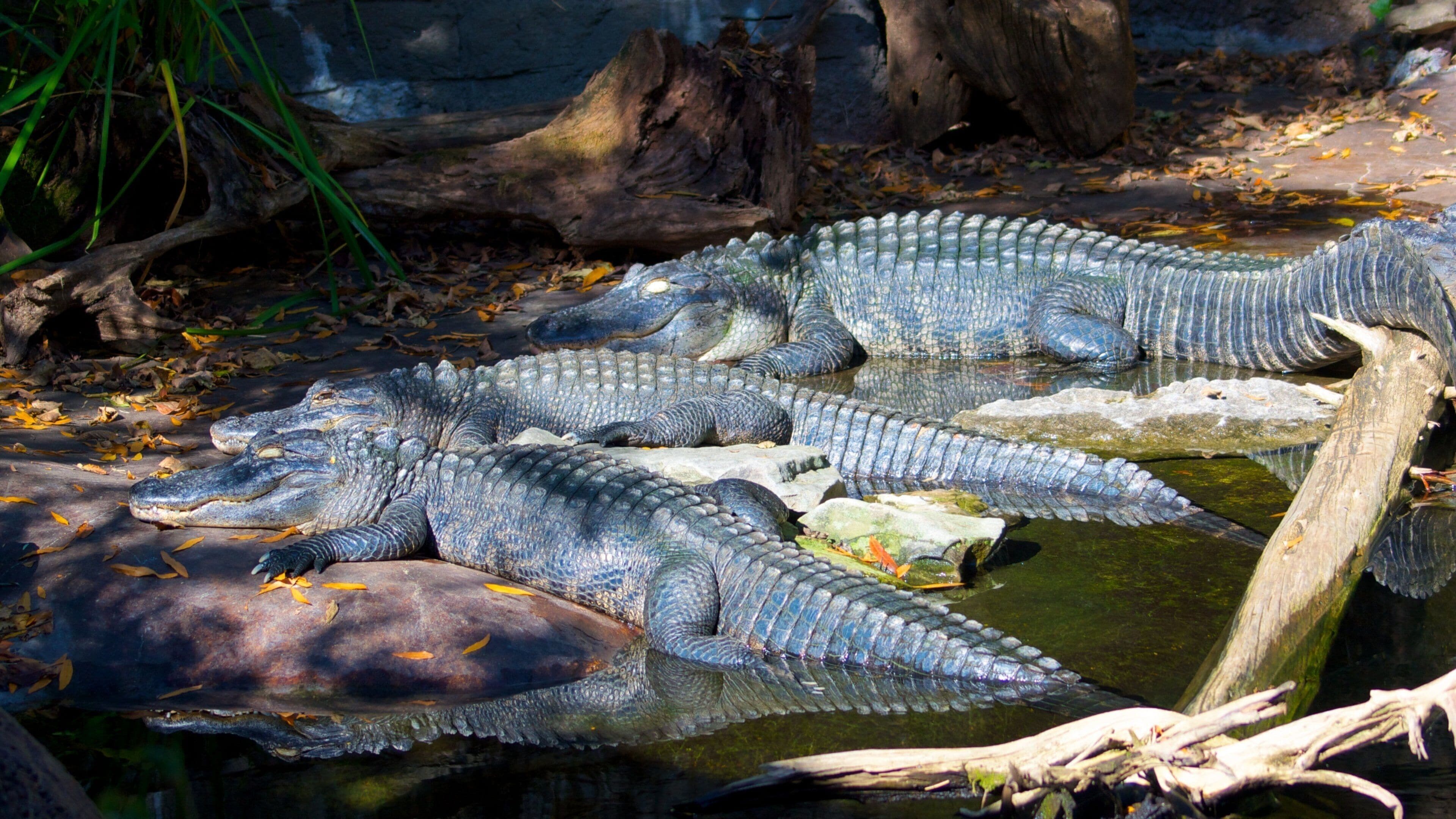 Nashville Zoo ofreciendo animales del zoo y animales peligrosos