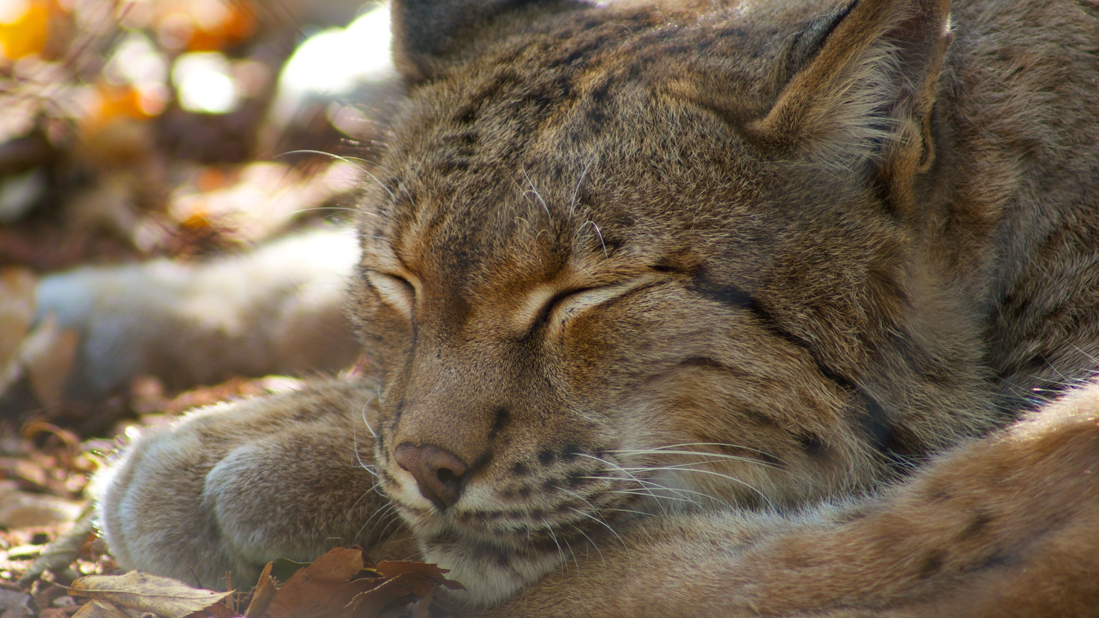 Nashville Zoo ofreciendo animales del zoo y animales peligrosos