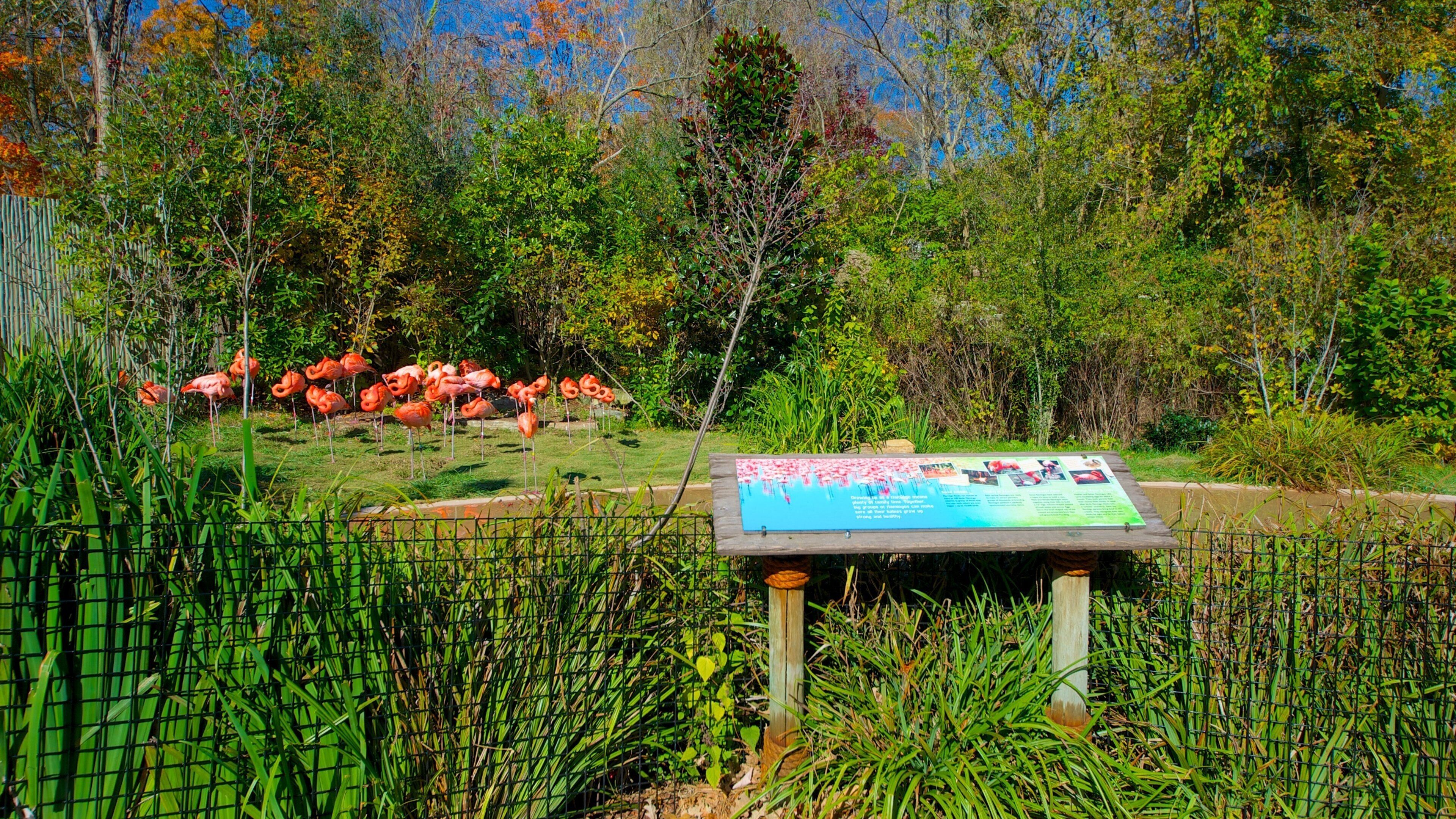 Zoo di Nashville che include animali da zoo, volatili e parco