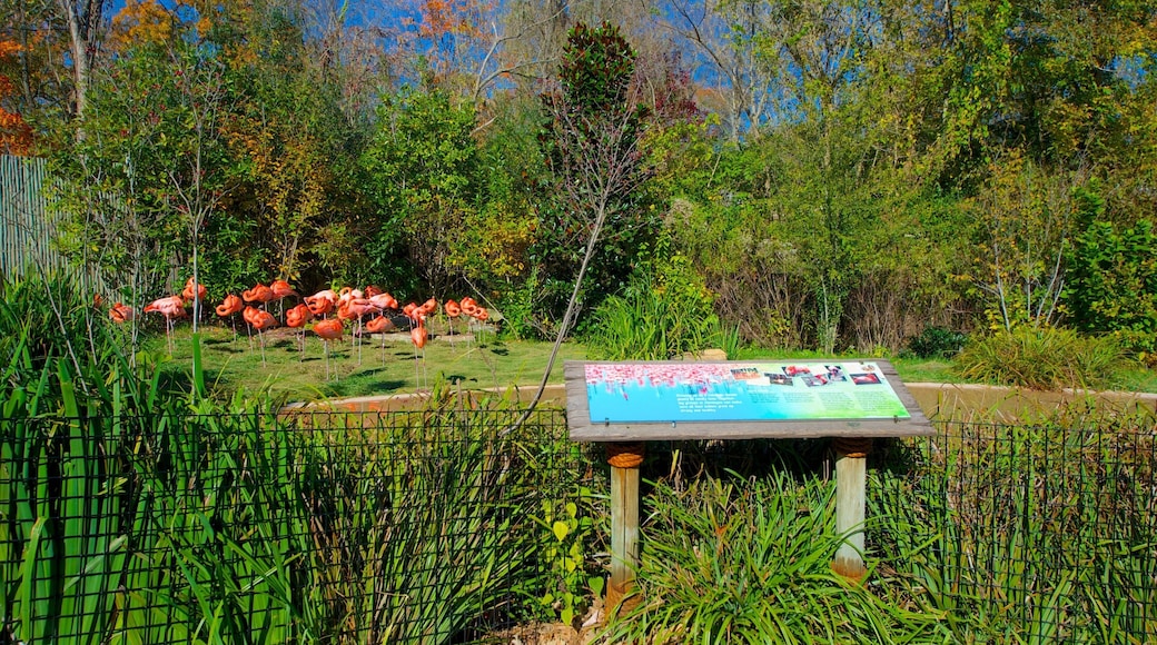Nashville Zoo mostrando un jardín, aves y animales del zoo
