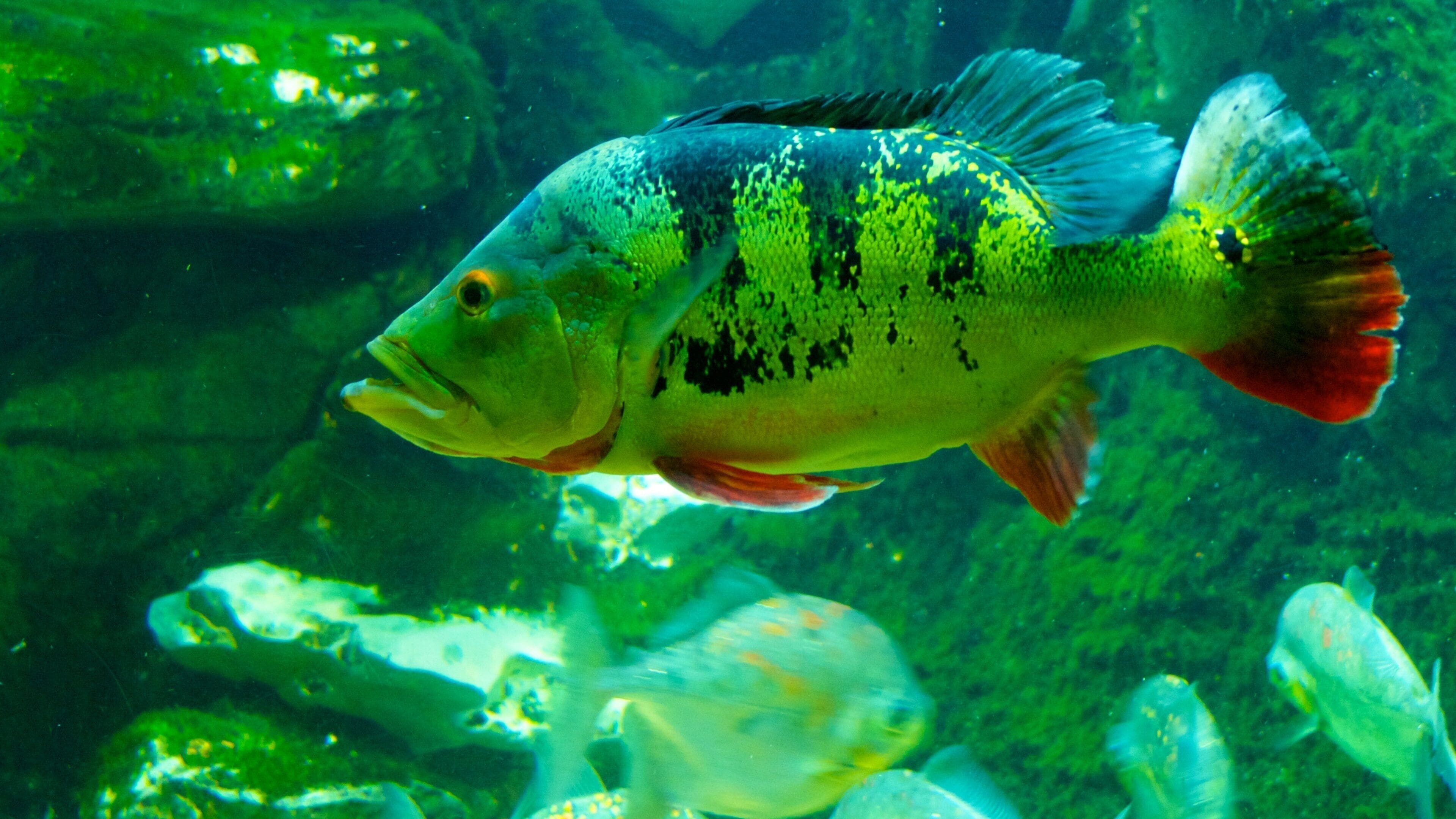 那什維爾動物園 其中包括 動物園裡的動物, 內部景觀 和 海洋生物