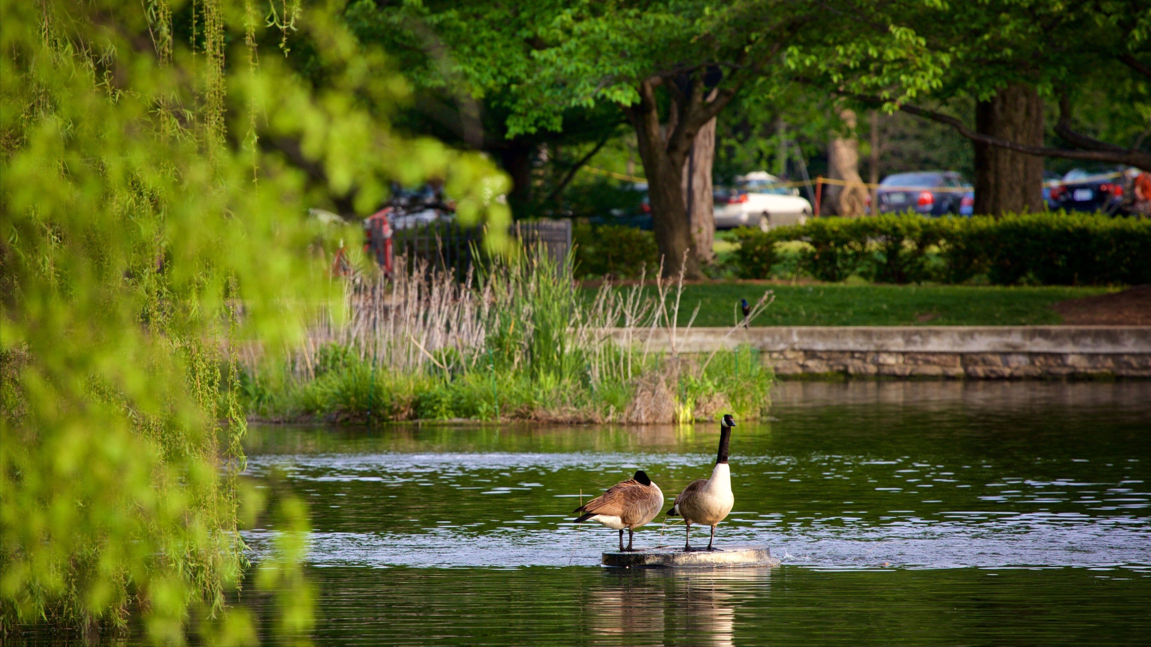 Centennial Park showing a garden, a pond and bird life