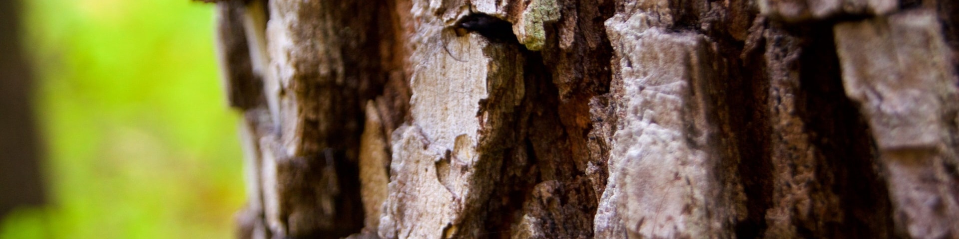 Edwin and Percy Warner Parks showing a park