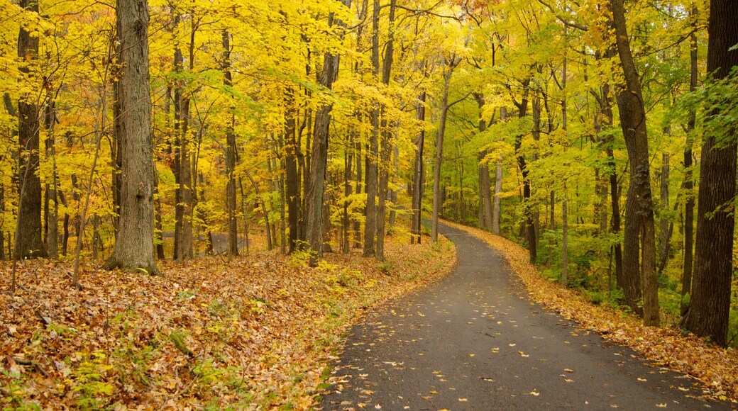Winding path through vibrant fall foliage at Edwin and Percy Warner Parks in Nashville, Tennessee
