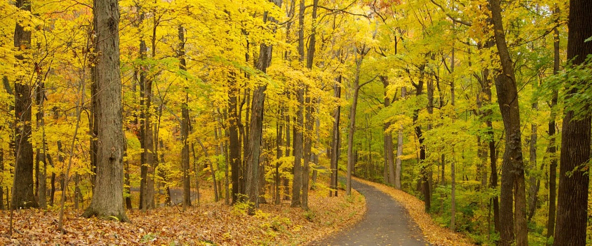 Winding path through vibrant fall foliage at Edwin and Percy Warner Parks in Nashville, Tennessee