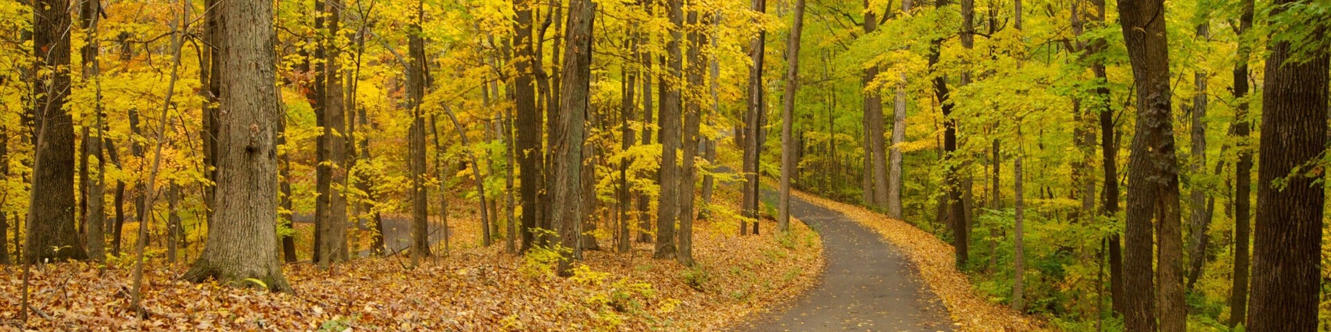 Winding path through vibrant fall foliage at Edwin and Percy Warner Parks in Nashville, Tennessee
