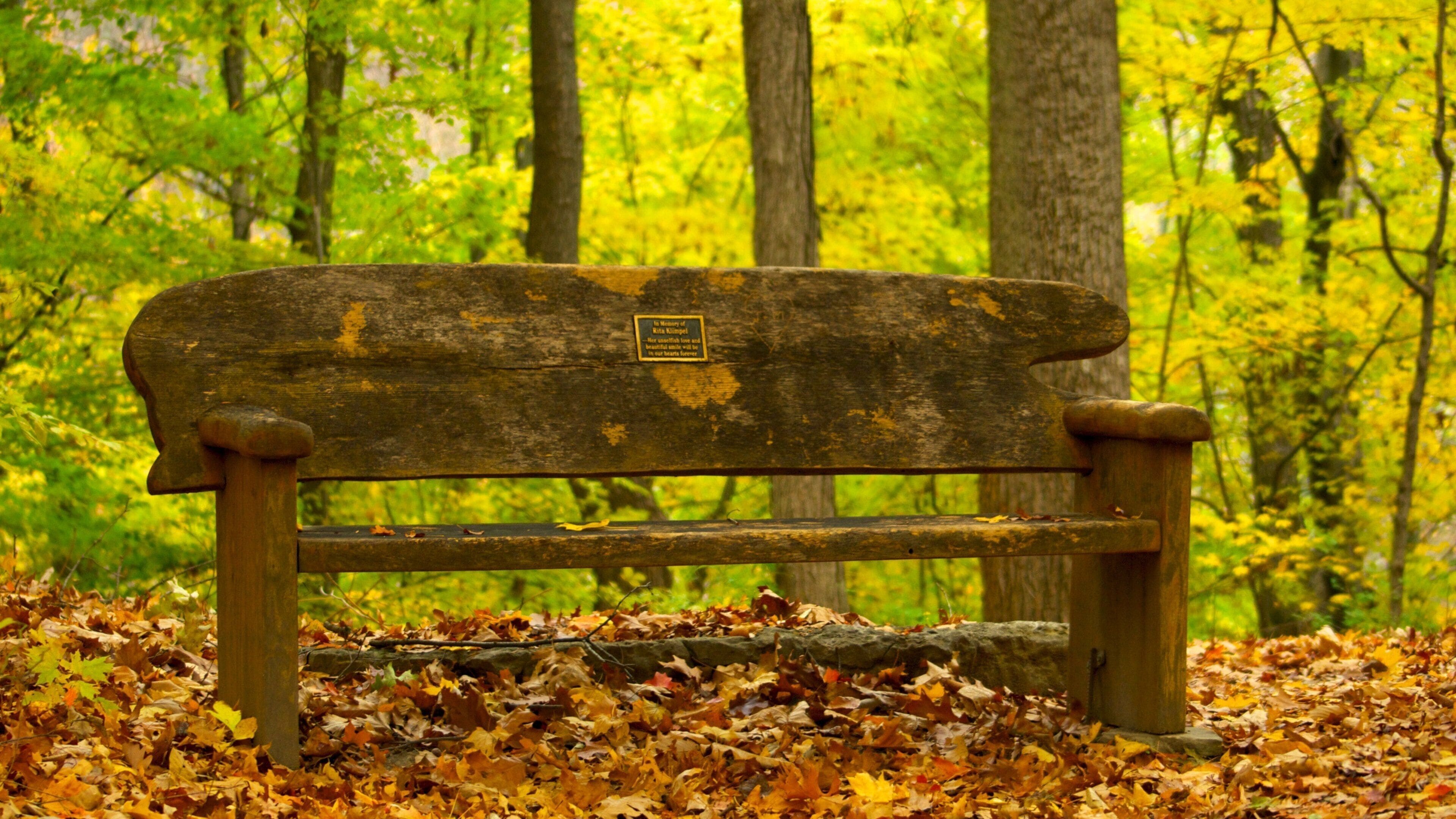 Scenic bench surrounded by golden autumn foliage in Edwin and Percy Warner Parks, Nashville, Tennessee