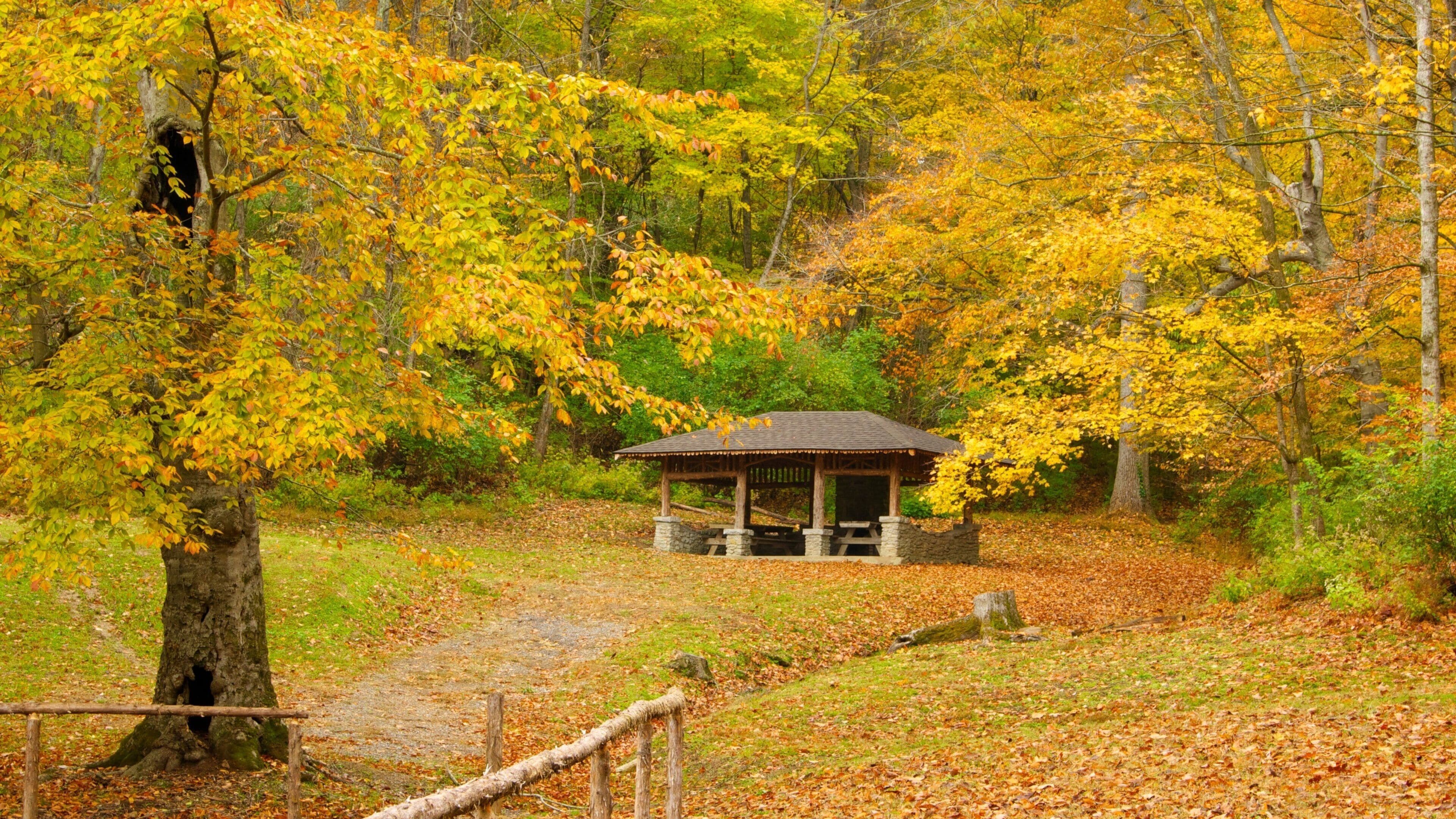 Exploring the natural beauty of Edwin and Percy Warner Parks in Nashville, Tennessee during autumn foliage season