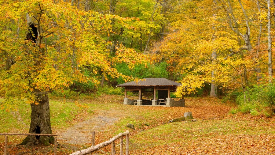 Exploring the natural beauty of Edwin and Percy Warner Parks in Nashville, Tennessee during autumn foliage season