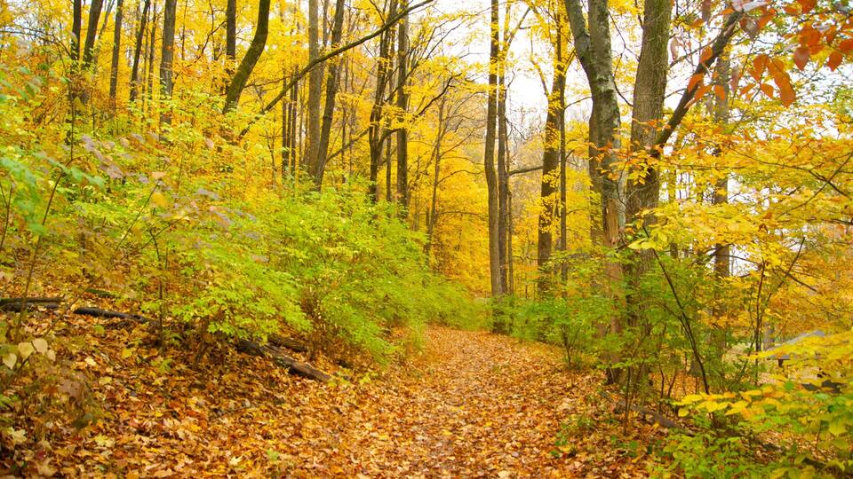 A forest path covered with fallen leaves.
