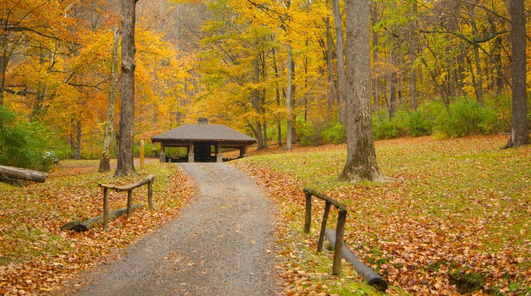Explore the vibrant fall colors and serene pathways of Edwin and Percy Warner Parks in Nashville, Tennessee