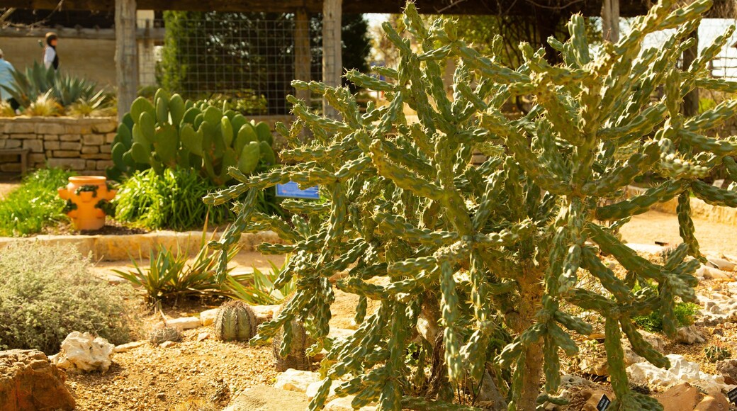 Lady Bird Johnson Wildflower Center which includes a garden
