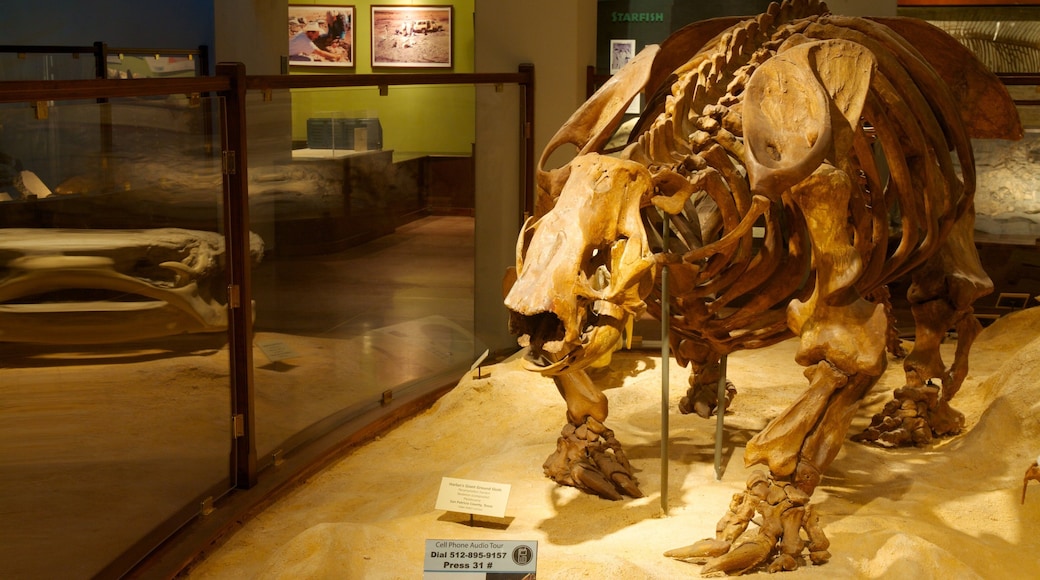 Explore the fascinating displays at Texas Memorial Museum showcasing prehistoric fossils and educational exhibits in Austin