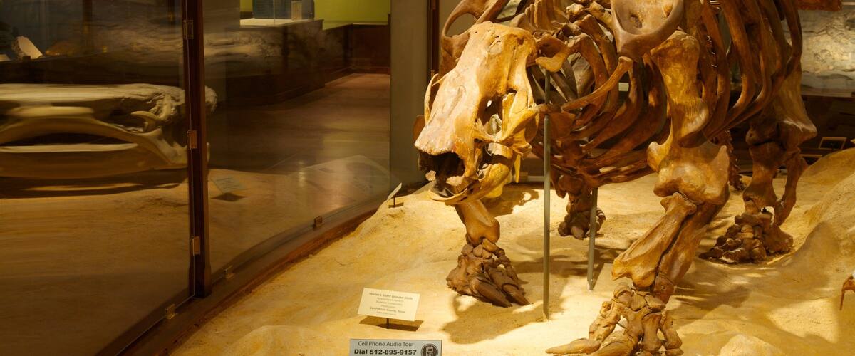 Explore the fascinating displays at Texas Memorial Museum showcasing prehistoric fossils and educational exhibits in Austin