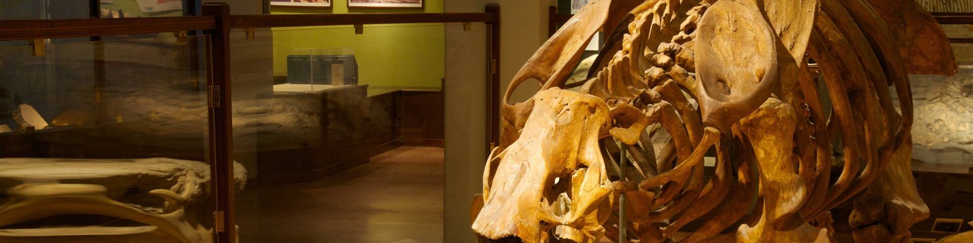 Explore the fascinating displays at Texas Memorial Museum showcasing prehistoric fossils and educational exhibits in Austin
