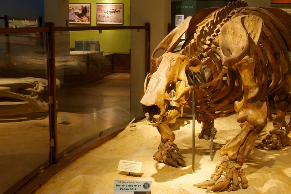 A large skeletal display of a ground sloth in a museum.