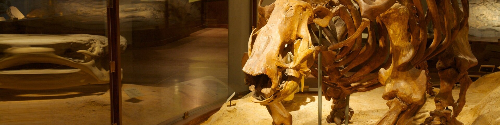 Explore the fascinating displays at Texas Memorial Museum showcasing prehistoric fossils and educational exhibits in Austin