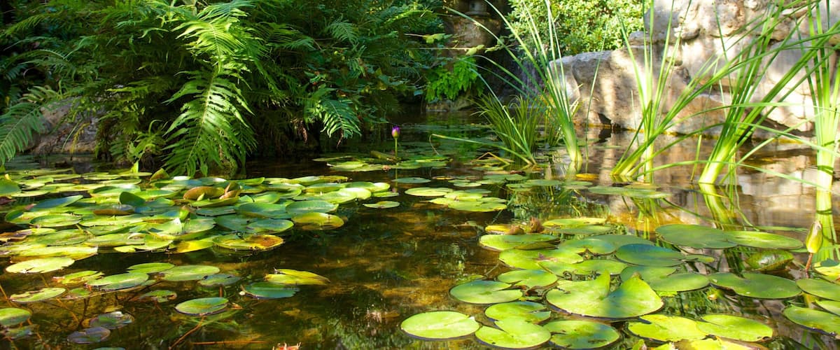 Tranquil lily pond surrounded by lush greenery in Zilker Botanical Garden, Austin, Texas