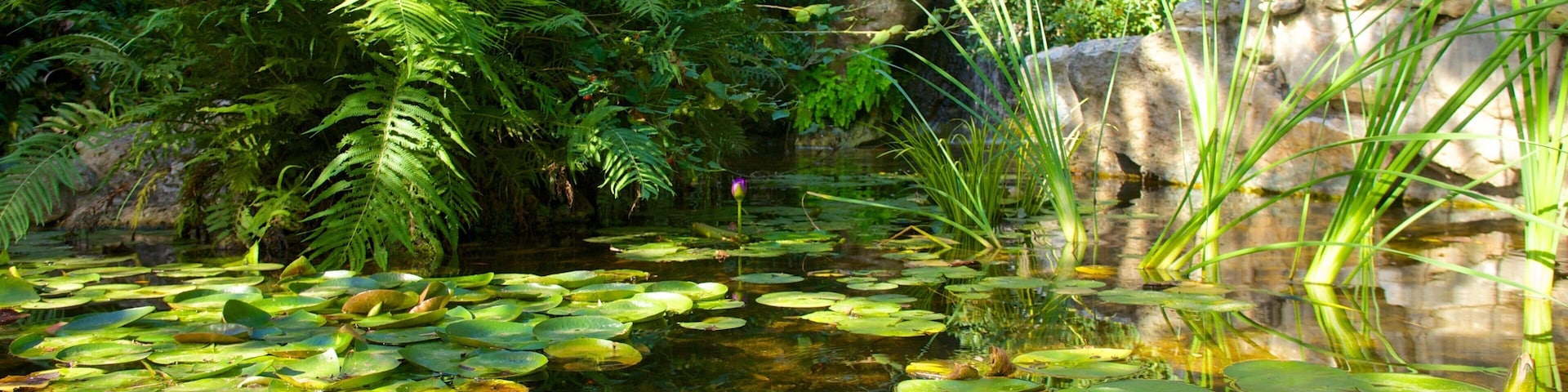 Tranquil lily pond surrounded by lush greenery in Zilker Botanical Garden, Austin, Texas