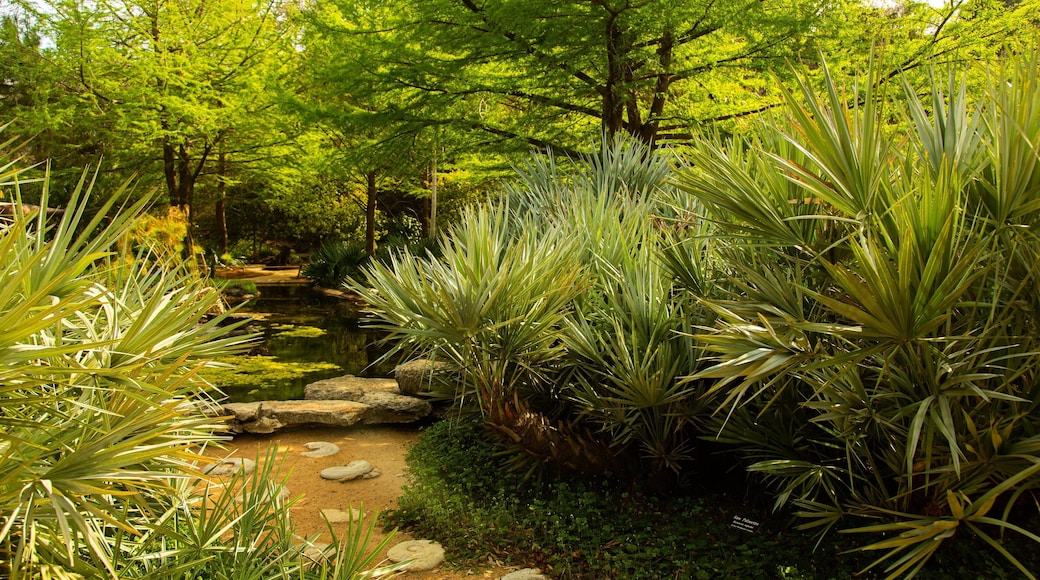 Zilker Botanical Garden which includes a pond and a park