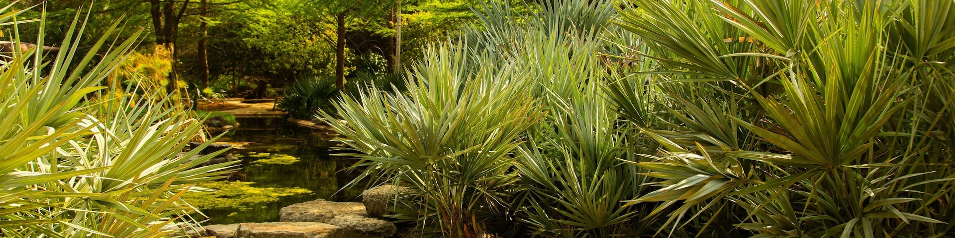 Zilker Botanical Garden which includes a pond and a park