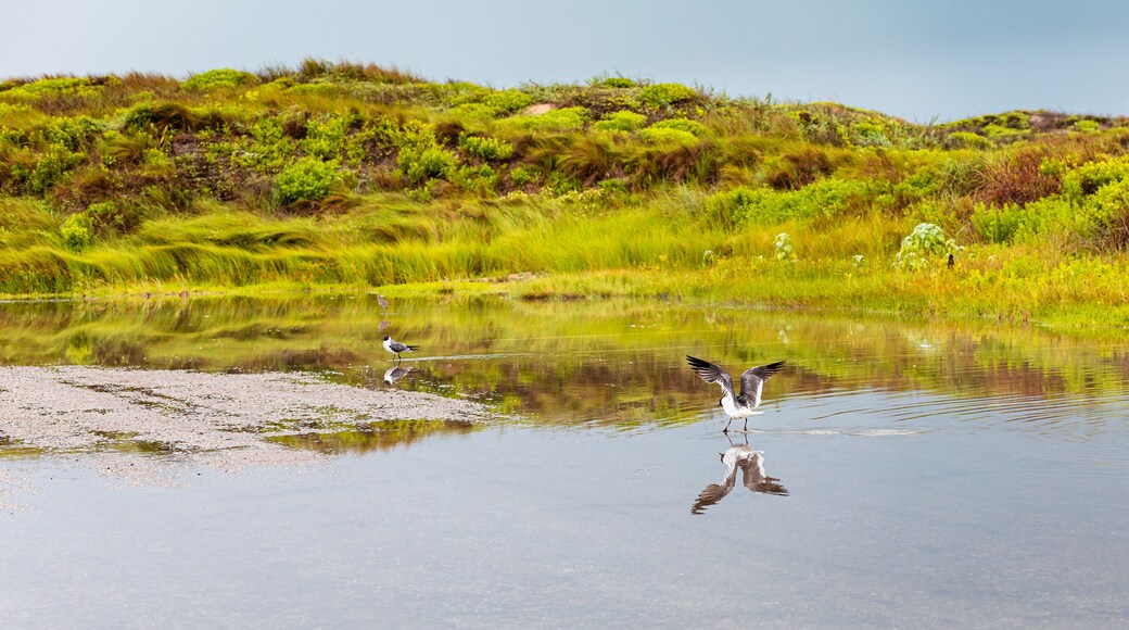 マスタング アイランド州立公園
