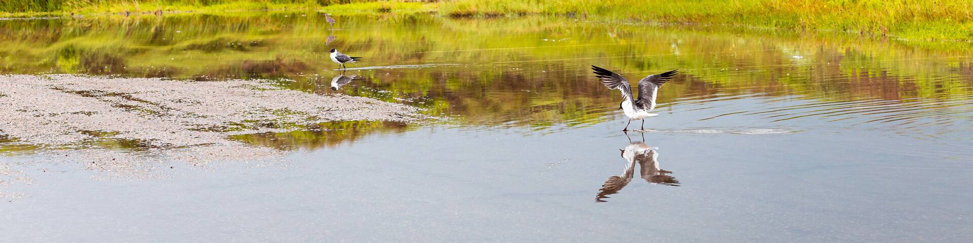 Seagull Lifting Off Reflections at Mustang Island State Park