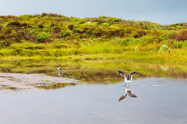 Seagull Lifting Off Reflections at Mustang Island State Park
