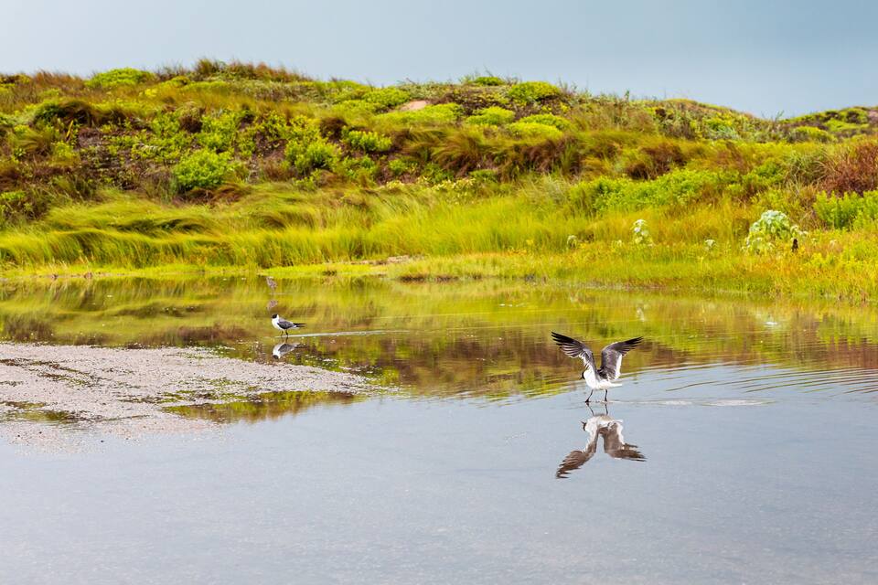 A bird standing in shallow water with a reflection, surrounded by green vegetation and a clear sky.