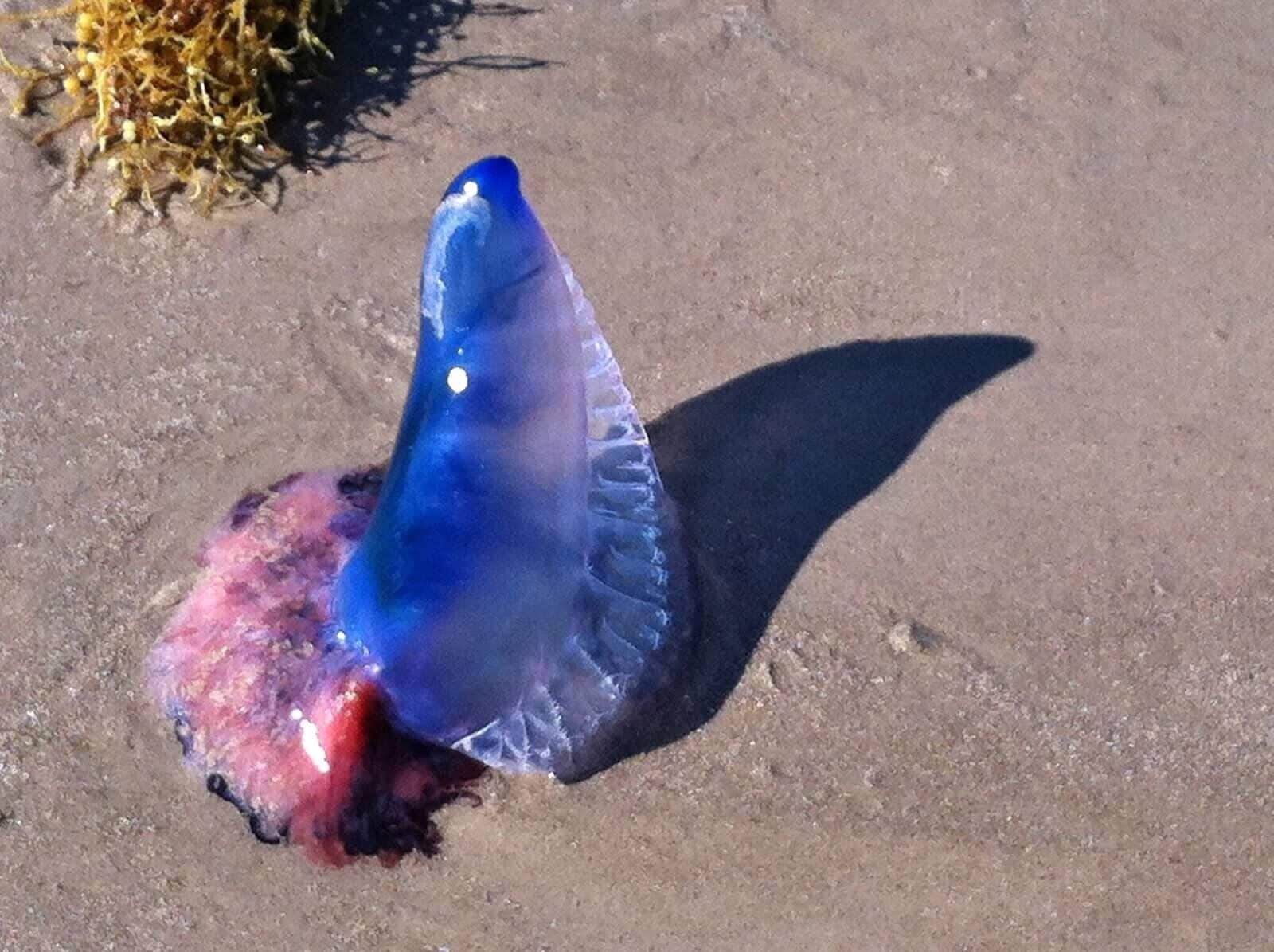 A Portuguese man o'war - pretty amazing to see up close but not too close as their stings can be painful!