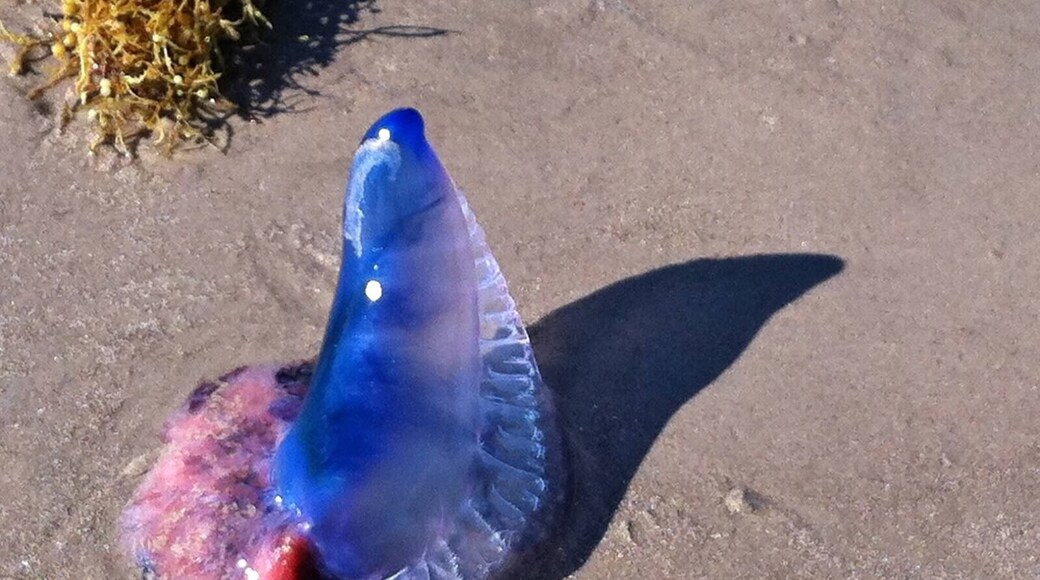 A Portuguese man o'war - pretty amazing to see up close but not too close as their stings can be painful!