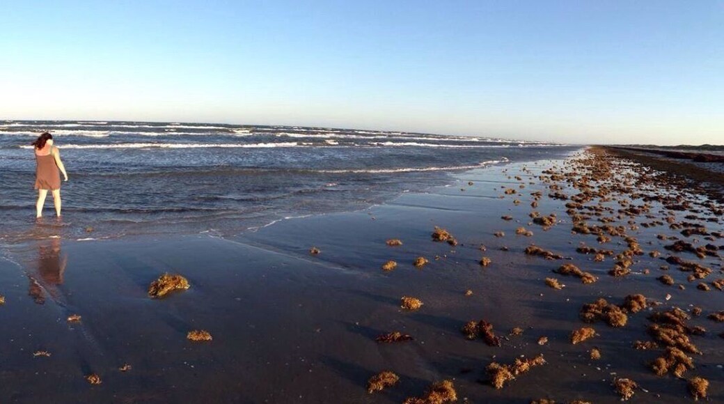 Seaweed beach for miles and miles