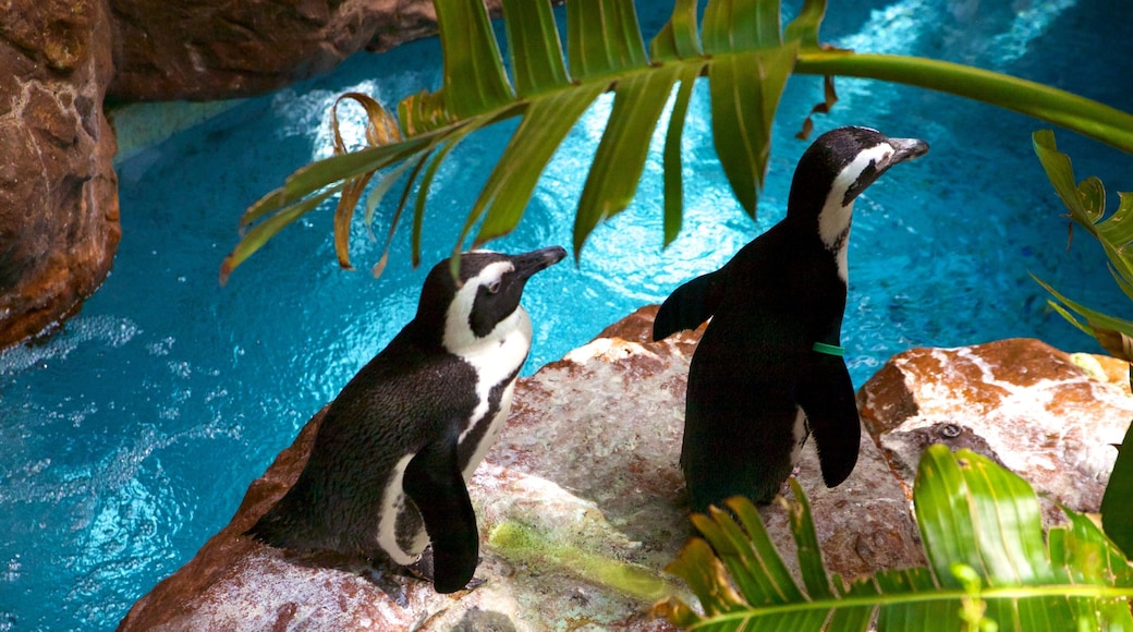 Dallas World Aquarium bevat zeedieren en ruige kustlijn