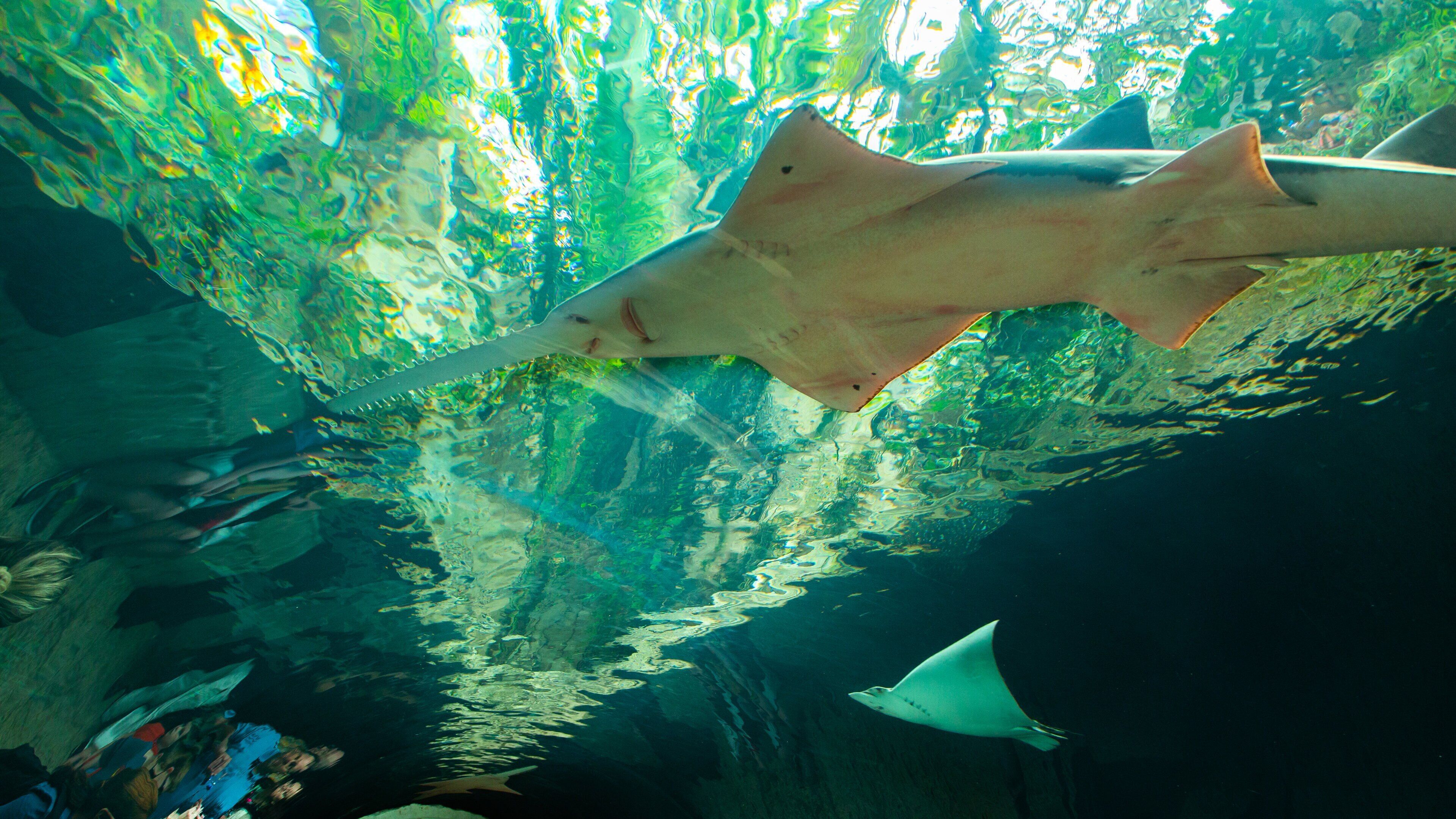 Dallas World Aquarium