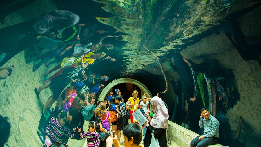 Dallas World Aquarium featuring interior views and marine life as well as a large group of people