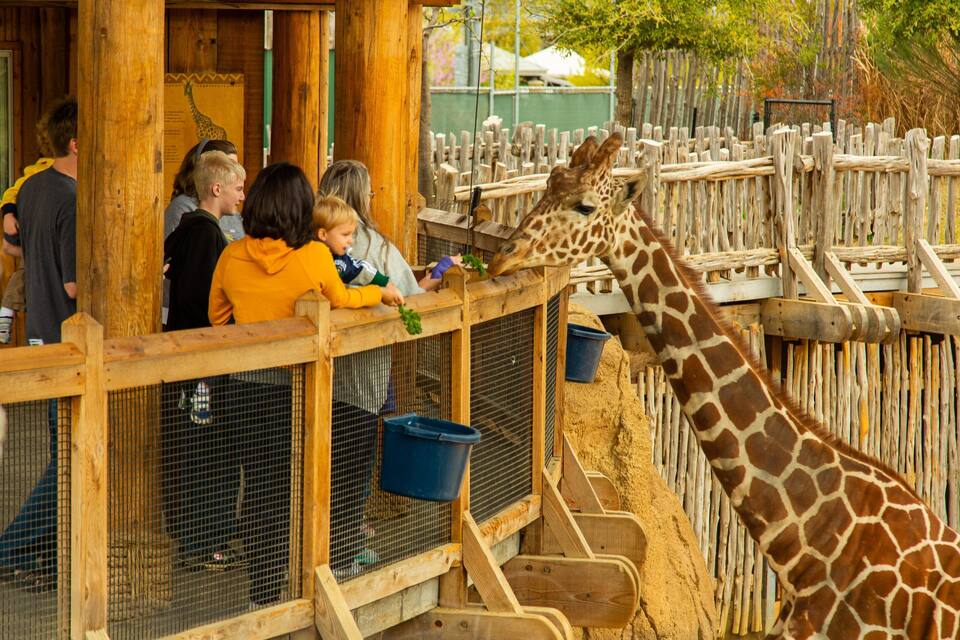 A wooden giraffe enclosure with visitors feeding giraffes.