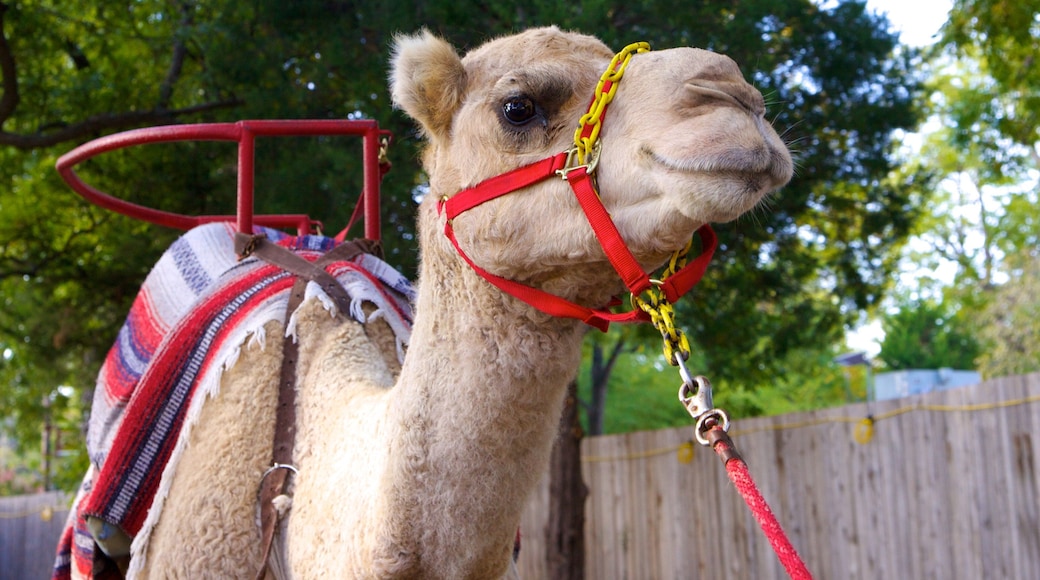 Dallas Zoo featuring land animals and zoo animals