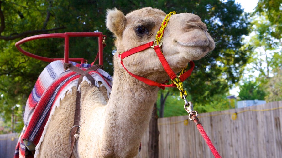 Camel at Dallas Zoo offers close encounter with wildlife in Texas