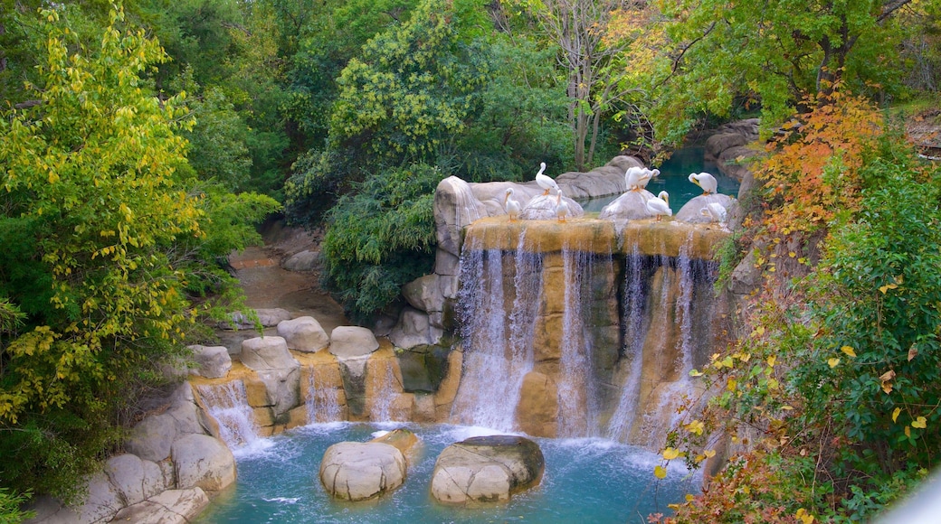 Dallas Zoo which includes landscape views, bird life and a waterfall