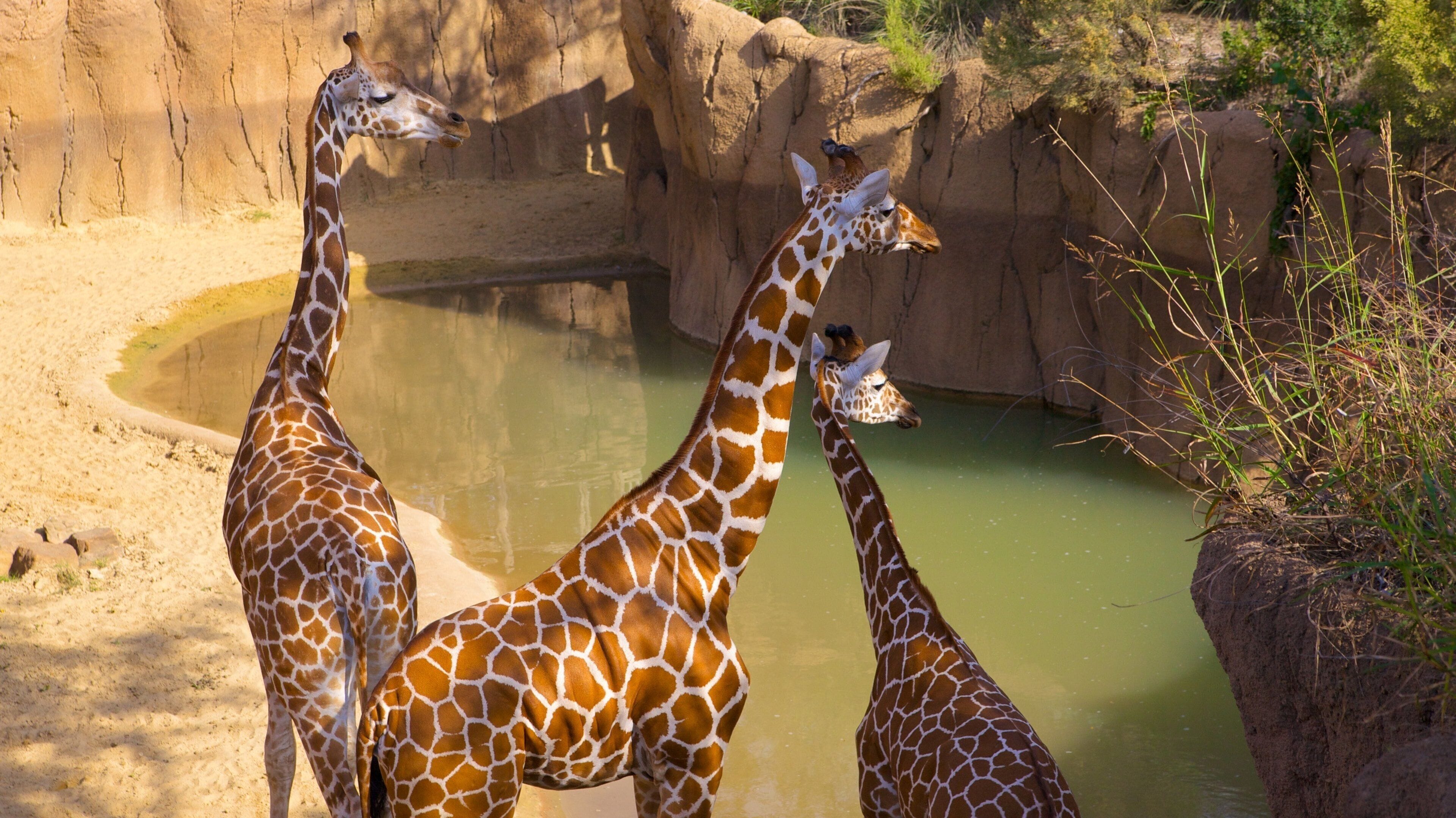 達拉斯動物園 设有 動物園裡的動物 和 陸上動物