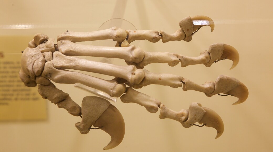 Booth Museum of Natural History