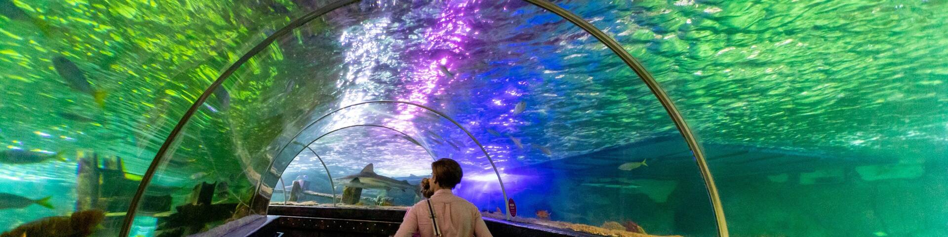 Brighton Sea Life Centre