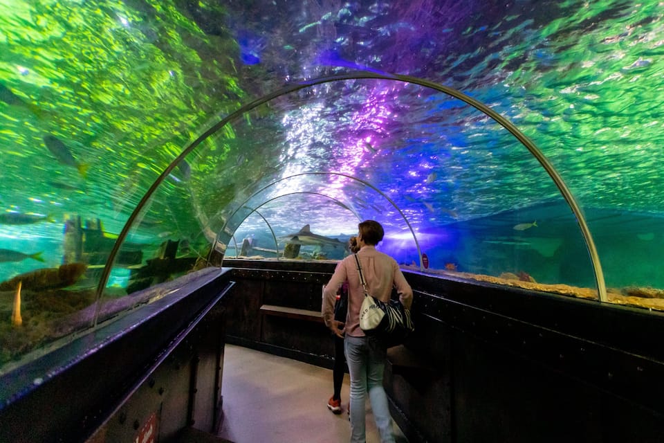 A person walking through a tunnel with a glass ceiling, displaying underwater scenes and marine life.