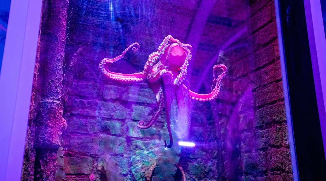 Brighton Sea Life Centre