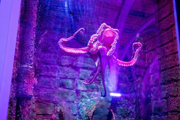 Brighton Sea Life Centre