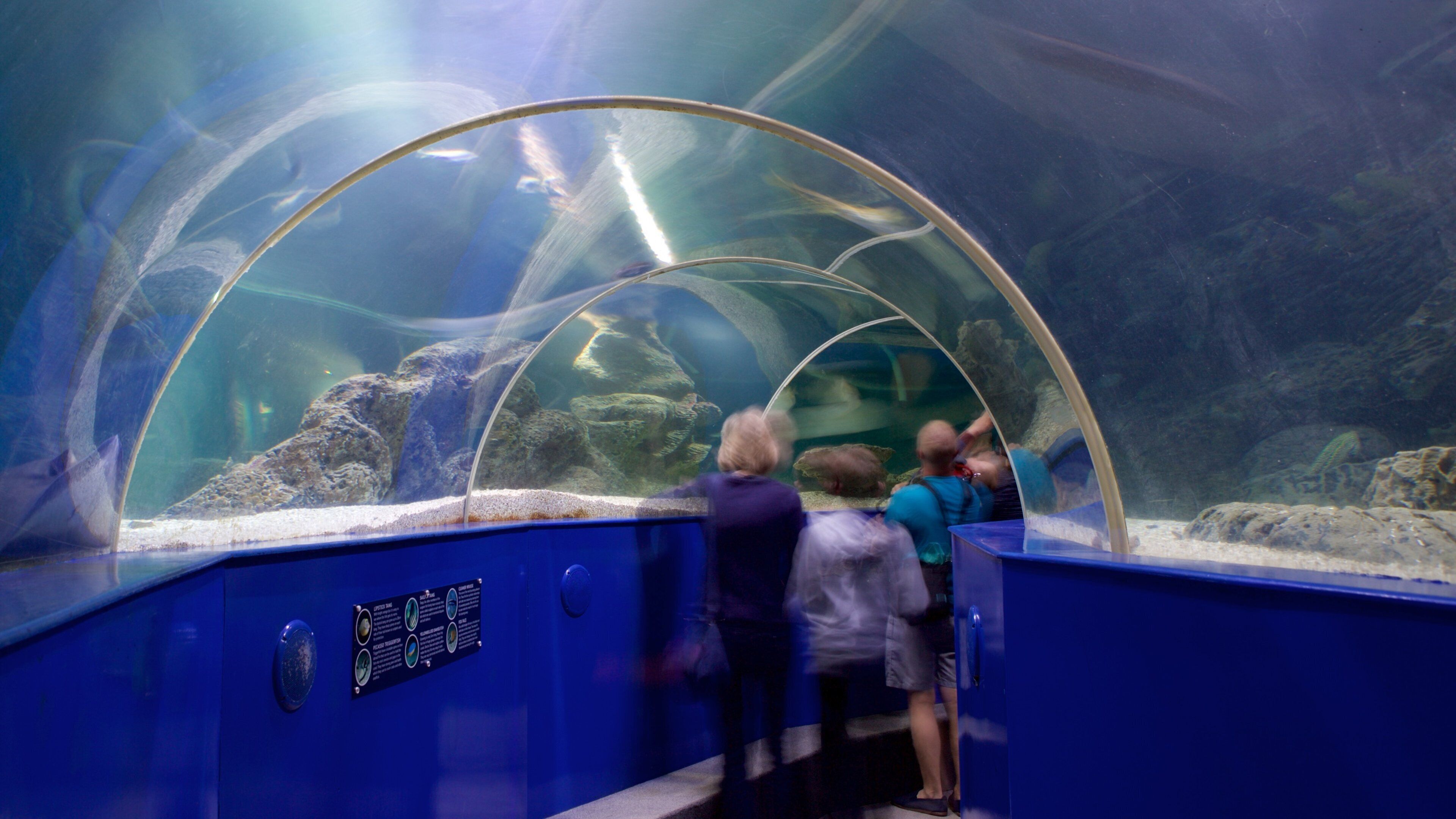 Blue Reef Aquarium which includes marine life as well as a small group of people