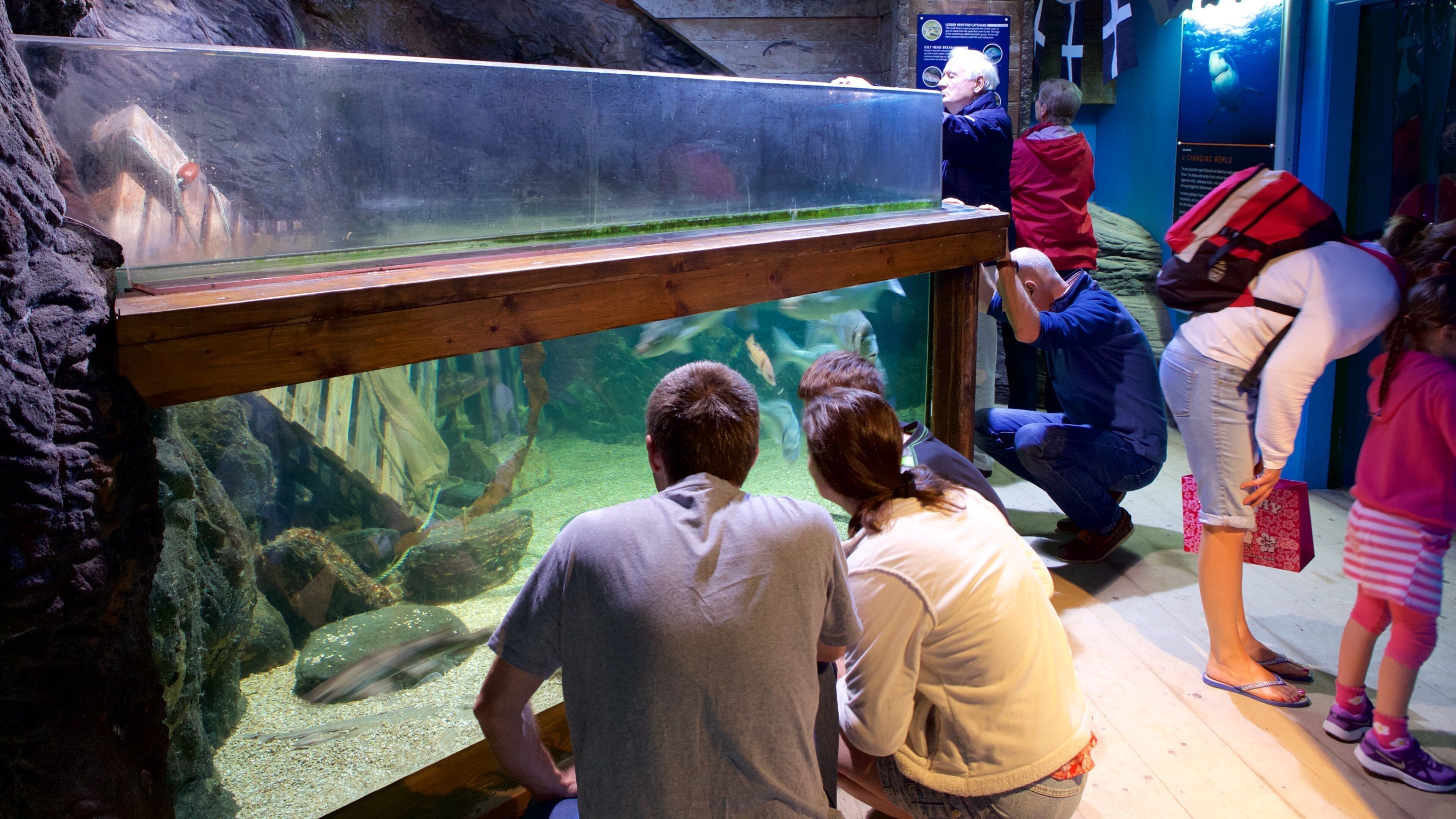Blue Reef Aquarium showing interior views and marine life as well as a small group of people