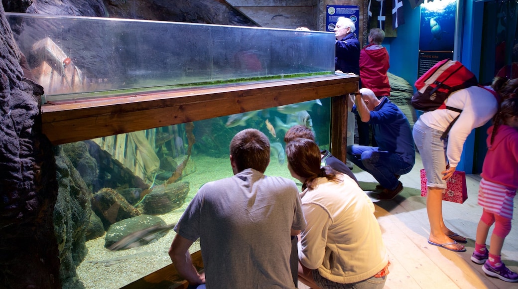 Blue Reef Aquarium showing interior views and marine life as well as a small group of people